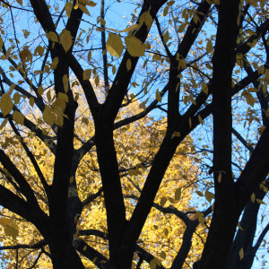 Cool Autumn Day in Central Park