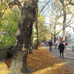 On Fifth Avenue on My Way to The Metropolitan Museum of Art