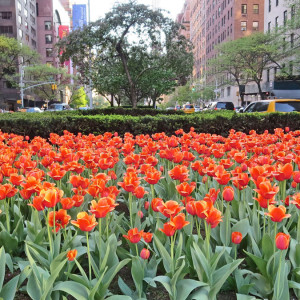 Tulips Grow on Park Avenue, NYC, NY